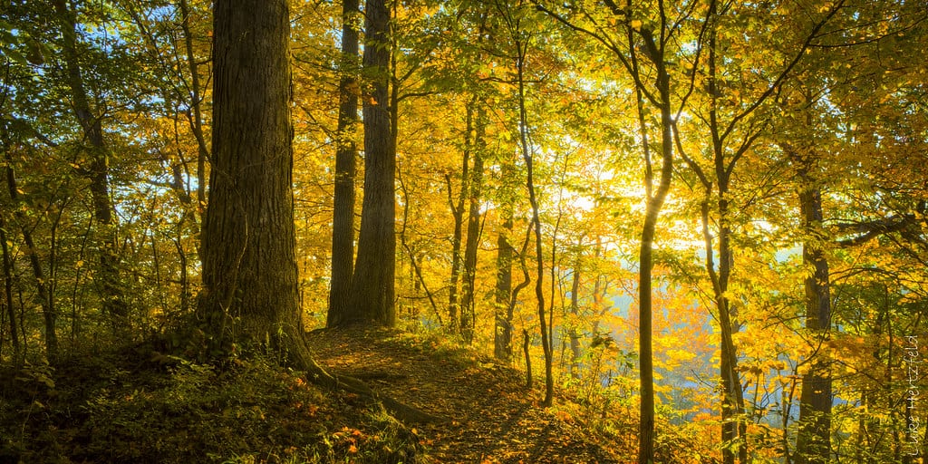 The sun shines through the trees in a wooded area.