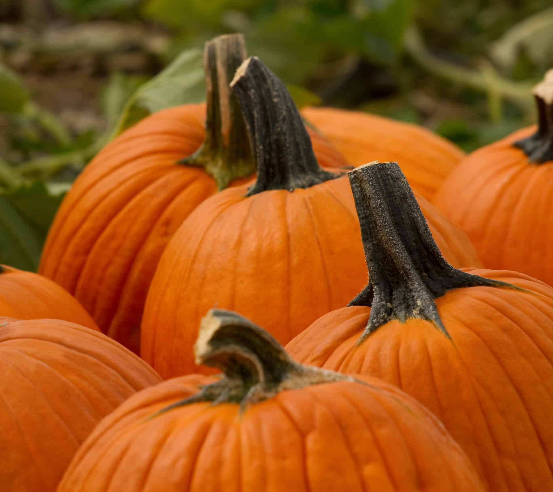 A group of pumpkins are arranged in a field.