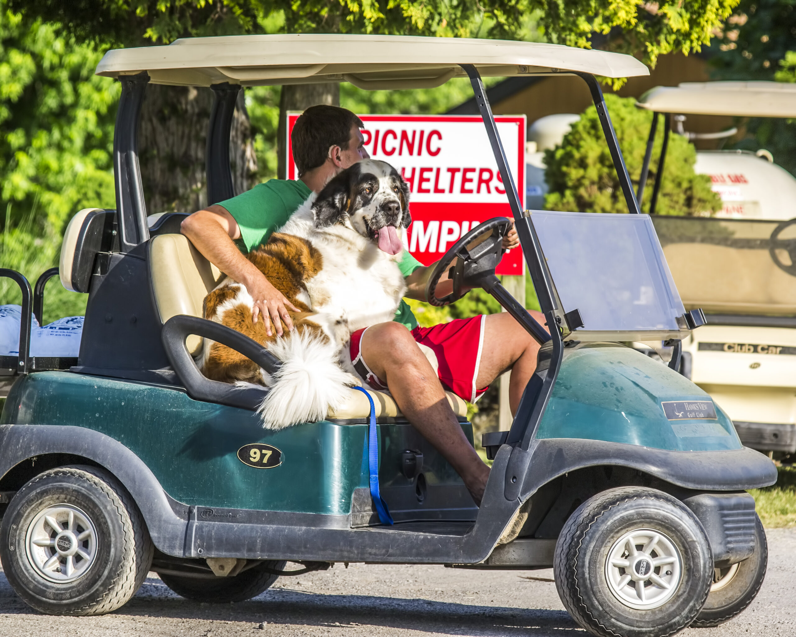A man drives a golf cart with his large dog sitting beside him, enjoying the day. Picnic shelter and camping signs are visible in the background, hinting at nearby adventures. If you're inspired, search for "golf cart rental near me" to start your own journey.