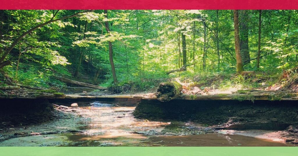 A small creek flows through a lush, sunlit forest with green trees and foliage; fallen logs rest across the water. Red and green borders frame the image.
