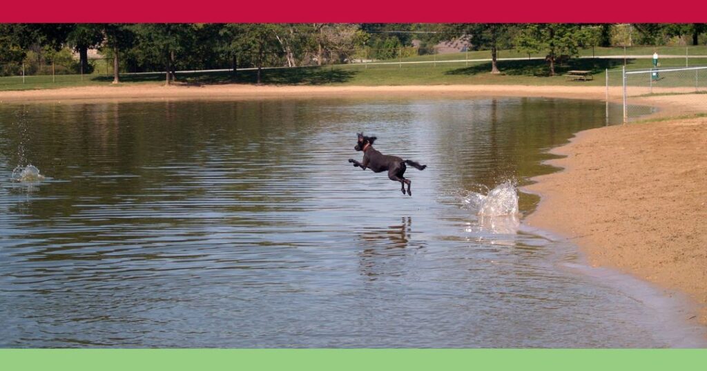 A black dog is mid-air, leaping into a lake from a sandy shore at a park, with trees and grass in the background.