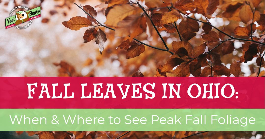 Branches with orange fall leaves, overlaid with text: "FALL LEAVES IN OHIO: When & Where to See Peak Fall Foliage." Yogi Bear's Jellystone Park logo in the top left corner.