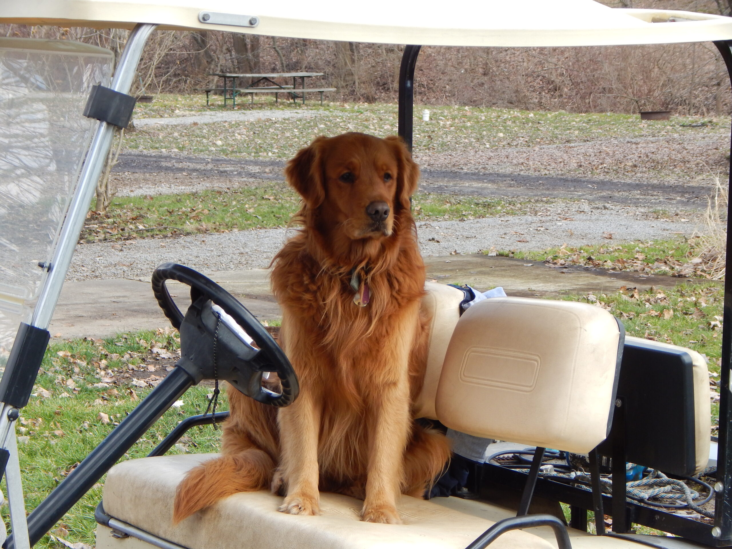 A golden retriever sits on the driver's seat of a beige golf cart rental outdoors, with grass, leaves, and a picnic table in the background.